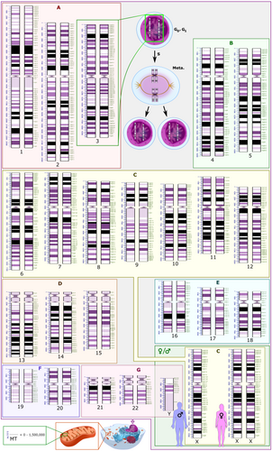 Schematic karyogram of a human. Even at low magnification, it gives an overview of the human genome, with numbered chromosome pairs, its main changes during the cell cycle (top center), and the mitochondrial genome (at bottom left).