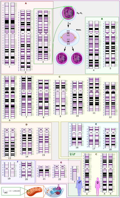 ’n Grafiese voorstelling van die standaard- menslike kariotipe, insluitende beide die manlike (XY) en vroulike (XX) geslagschromosome.