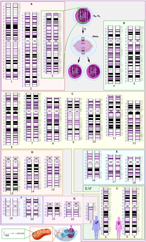 Human karyotype with annotated bands and sub-bands as used for the nomenclature of chromosome abnormalities. It shows dark and white regions as seen on G banding. Each row is vertically aligned at centromere level. It shows 22 homologous autosomal chromosome pairs, both the female (XX) and male (XY) versions of the two sex chromosomes, as well as the mitochondrial genome (at bottom left). Further information: Karyotype