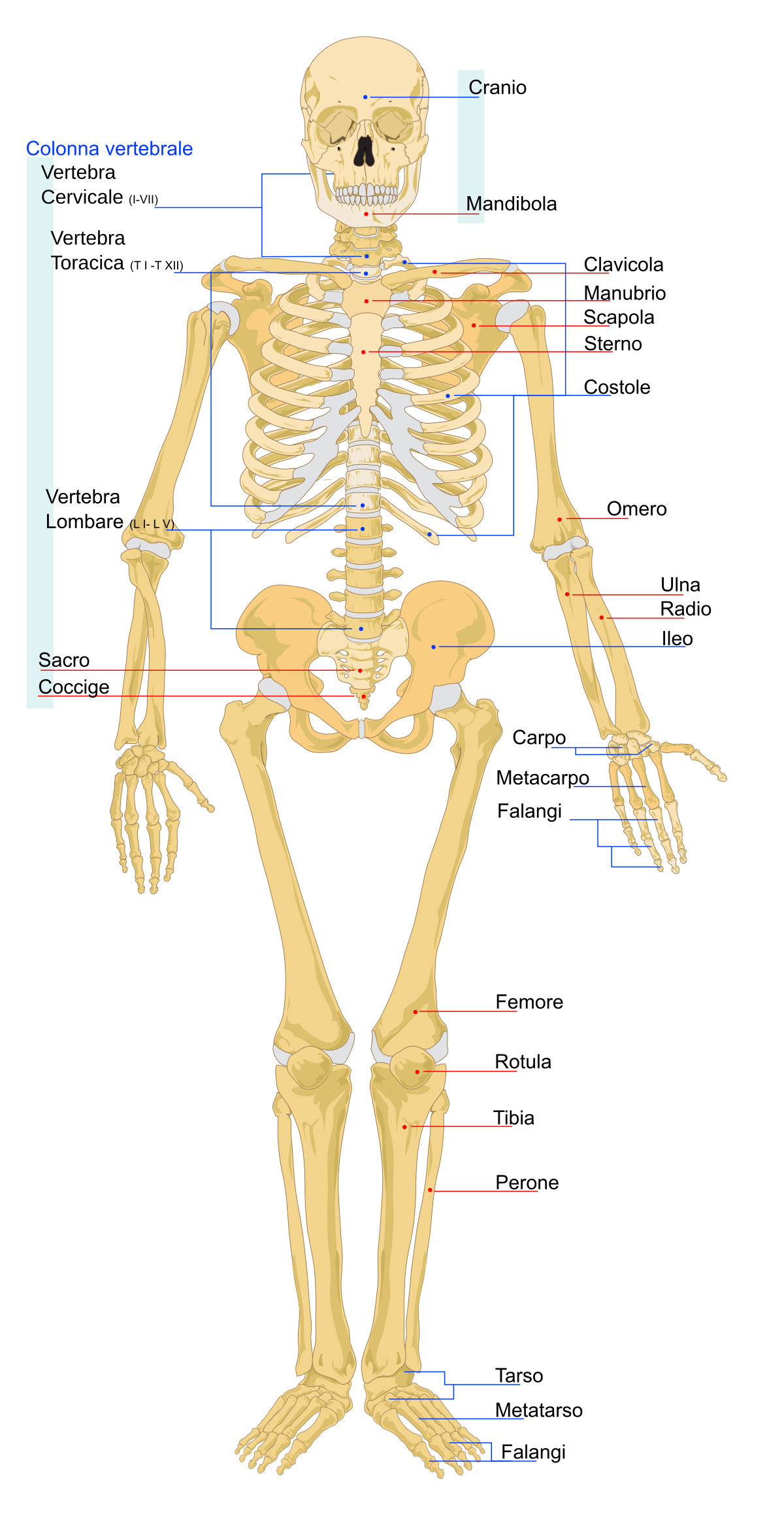 Scheletro (anatomia umana) - Wikipedia