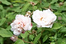 The rosa odorata "Hume's Blush Tea-Scented" Humes Blush Tea-Scented China (Rosa x odorata) (3564804236).jpg