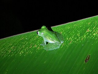 <i>Hyalinobatrachium valerioi</i> species of amphibian