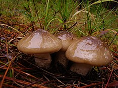 Hygrophorus latitabundus1.JPG