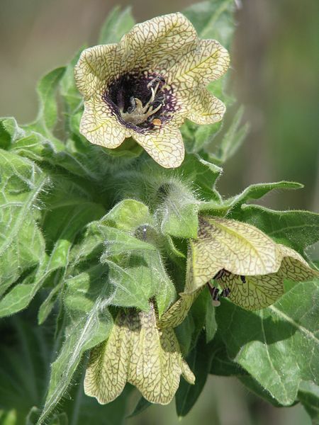 File:Hyosciamus niger 2459.jpg