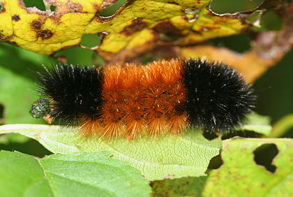 Pyrrharctia isabella is the scientific name of the "woolly worm" celebrated in the festival.