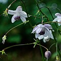 IMG 2494-Anemonopsis macrophylla.jpg