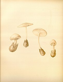 <i>Amanita volvata</i> Species of fungus