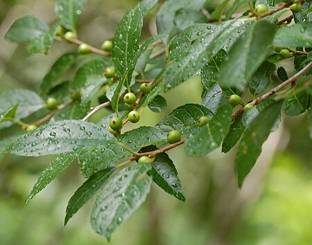 Tập_tin:Ilex-verticillata-Acadia.jpg