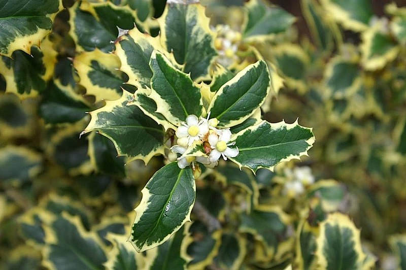 File:Ilex aquifolium Argenteo Marginata 0zz.jpg