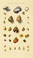 Illustrated Index of British Shells Plate 12.jpg