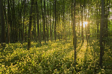 Im Naturwaldreservat Riedholz 4