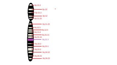 En aquesta imatge s'observa el cromosoma 8 del genoma humà que és on es troba el gen que codifica l'àcid ceramidasa. La posició d'aquest gen es troba marcada en color lilà i la resta de posicions en un color vermellòs.