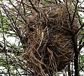Estrildidae nests (cat.)