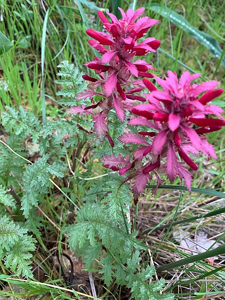 File:Indian Warrior, Pedicularis Densiflora.jpg