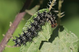 Aglais caschmirensis (Indian tortoiseshell) caterpillar (dorsal)