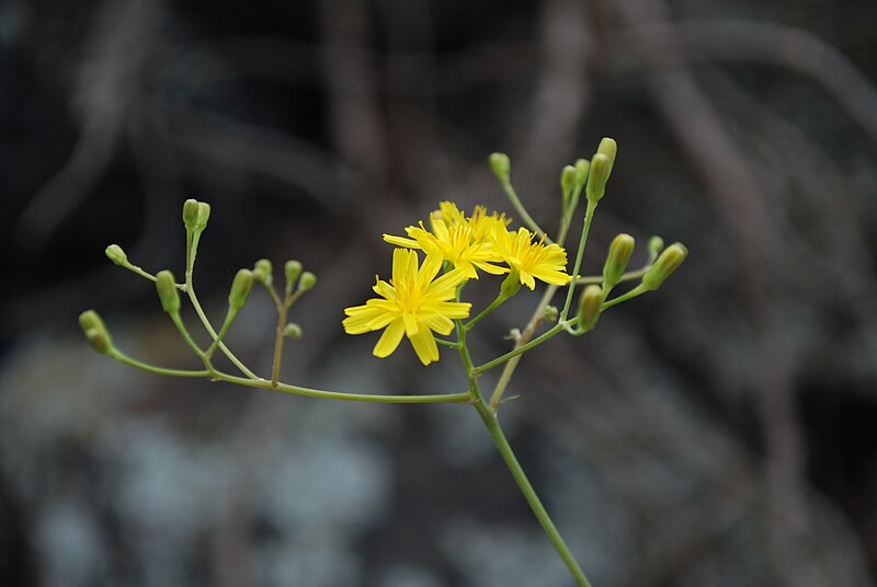 File:Inflorescencia Sonchus leptocephalus.jpg