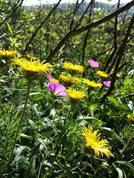 File:Inula hirta + Geranium sanguineum sl3.jpg