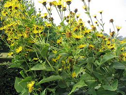 Didysis debesylas (Inula helenium)