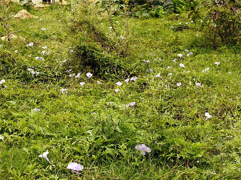 File:Ipomoea cairica (dkrb)-2.jpg