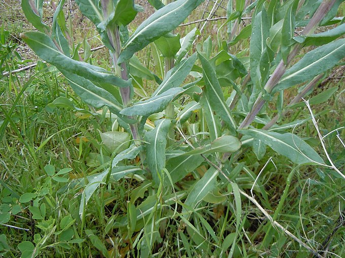 Листья усьмы. Усьма Вайда красильная. Isatis tinctoria. Листья Вайды красильной. Вайда растение.