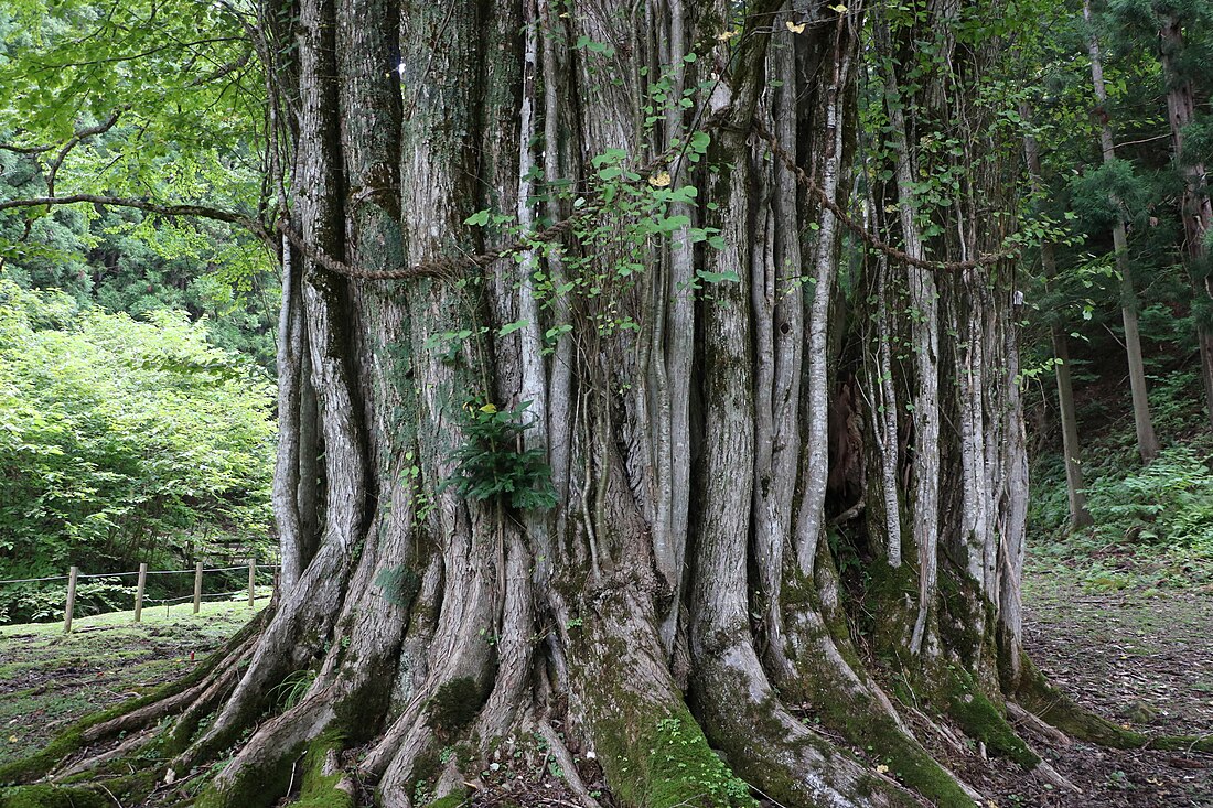 糸井の大カツラ