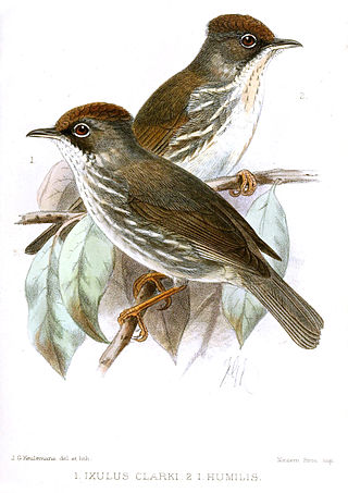 <span class="mw-page-title-main">Burmese yuhina</span> Species of bird