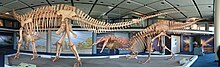 Iziko Jobaria Dinosaur Skeleton Panorama.jpg
