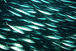 Vissen School: Groep vissen