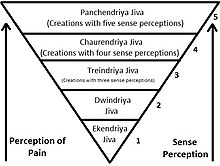 Potravinová pyramida džinistů na základě úrovně ahimsa (nenásilí).