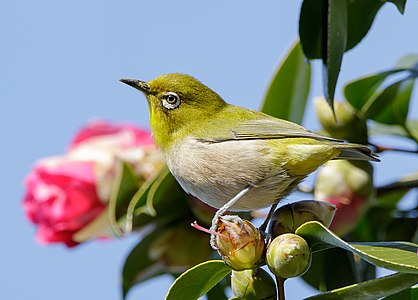 Zosterops japonicus (Japanese White-eye)