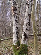 Des bouleaux, dans la réserve naturelle de Jar Raduni, en Pologne.