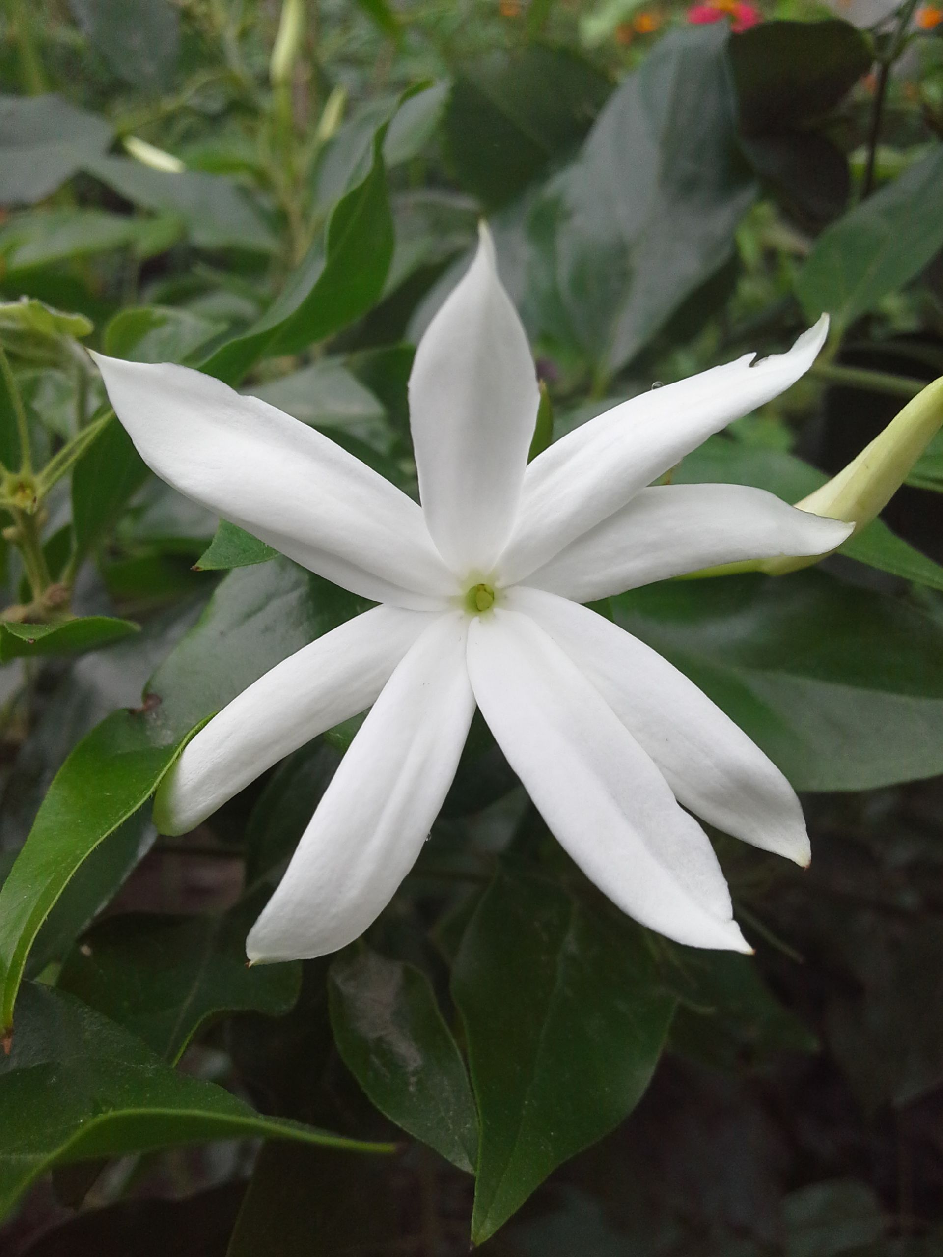 Jasmine flower