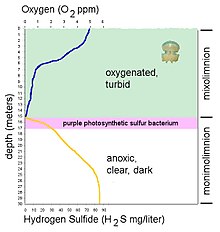 Schichtungsdiagramm: Der Sauerstoffgehalt sinkt im (leicht) trüben Oberflächenwasser bis zur rosa eingefärbten Chemokline auf null, während der Schwefelwasserstoffgehalt von dort bis zum Boden stark zunimmt.