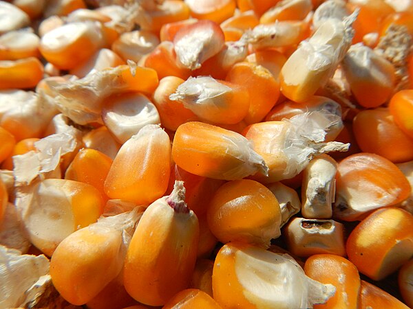 Agua, maize kernels