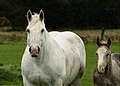 * Nomination: Boulonnais mare with foal, Samer, France --Tsaag Valren 21:33, 15 October 2018 (UTC) * Review  Comment Noise reduction applied on background --Tsaag Valren 20:24, 23 October 2018 (UTC)