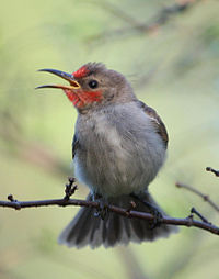 Juvenile Male Red-Headed Honeyeater.jpg