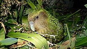 Kakapo CR - critically endangered (uun grat gefoor)