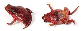 A kép leírása Kalophrynus barioensis (10.3897-evolsyst.2.27020) 3. ábra (kivágva) .jpg.