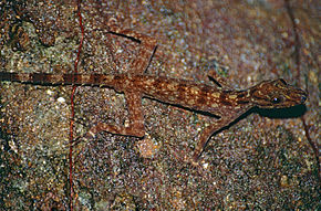 Descrição da imagem Kendall's Rock Gecko (Cnemaspis kendallii) (14186366384) .jpg.