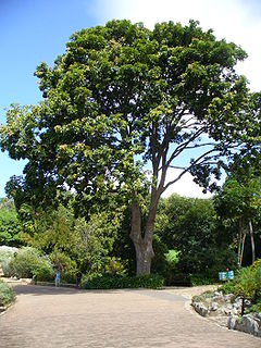 <i>Khaya anthotheca</i> Species of tree