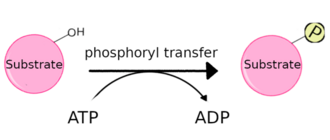 General scheme of kinase function Kinase function.png