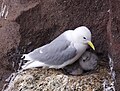 Kittiwake with chicks, Iceland