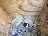 Great tit nesting in a nest box