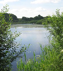 The Fern was found about 10 m south of the shore of the Korsarod lake Korsarodssjon 2010.jpg