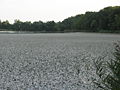 Rezerwat Łężczok stanowisko Kotewki na stawie Babiczak, gruby kożuch części pływających kotewki pokrywający powierzchnię wody.