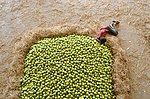 Thumbnail for File:Kothapet Fruit Market.jpg