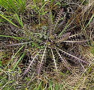 Rosette basale de Pedicularis sceptrum-carolinum.