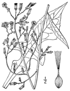 Category:Lactuca canadensis - botanical illustrations - Wikimedia Commons