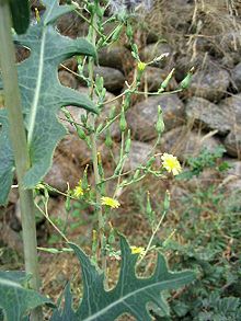 note the long auricles at the base of the leaf that a cursory glance might appear clasping Lactuca serriola.jpg