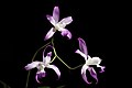 Laelia autumnalis